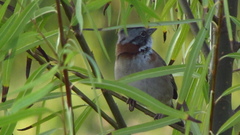 Zonotrichia capensis