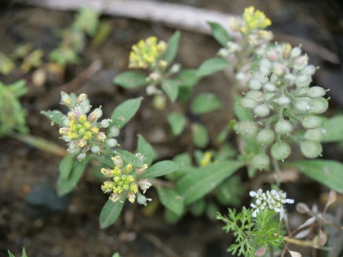 Field Alison (Alyssum simplex)
