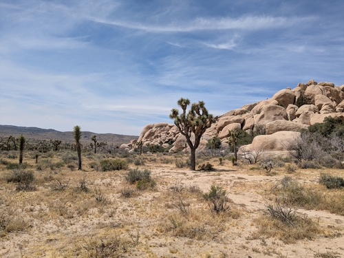 Western Joshua Tree (Yucca brevifolia)