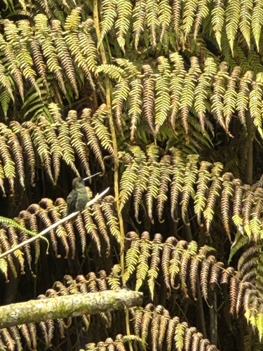 Green-fronted Lancebill (Doryfera ludovicae)