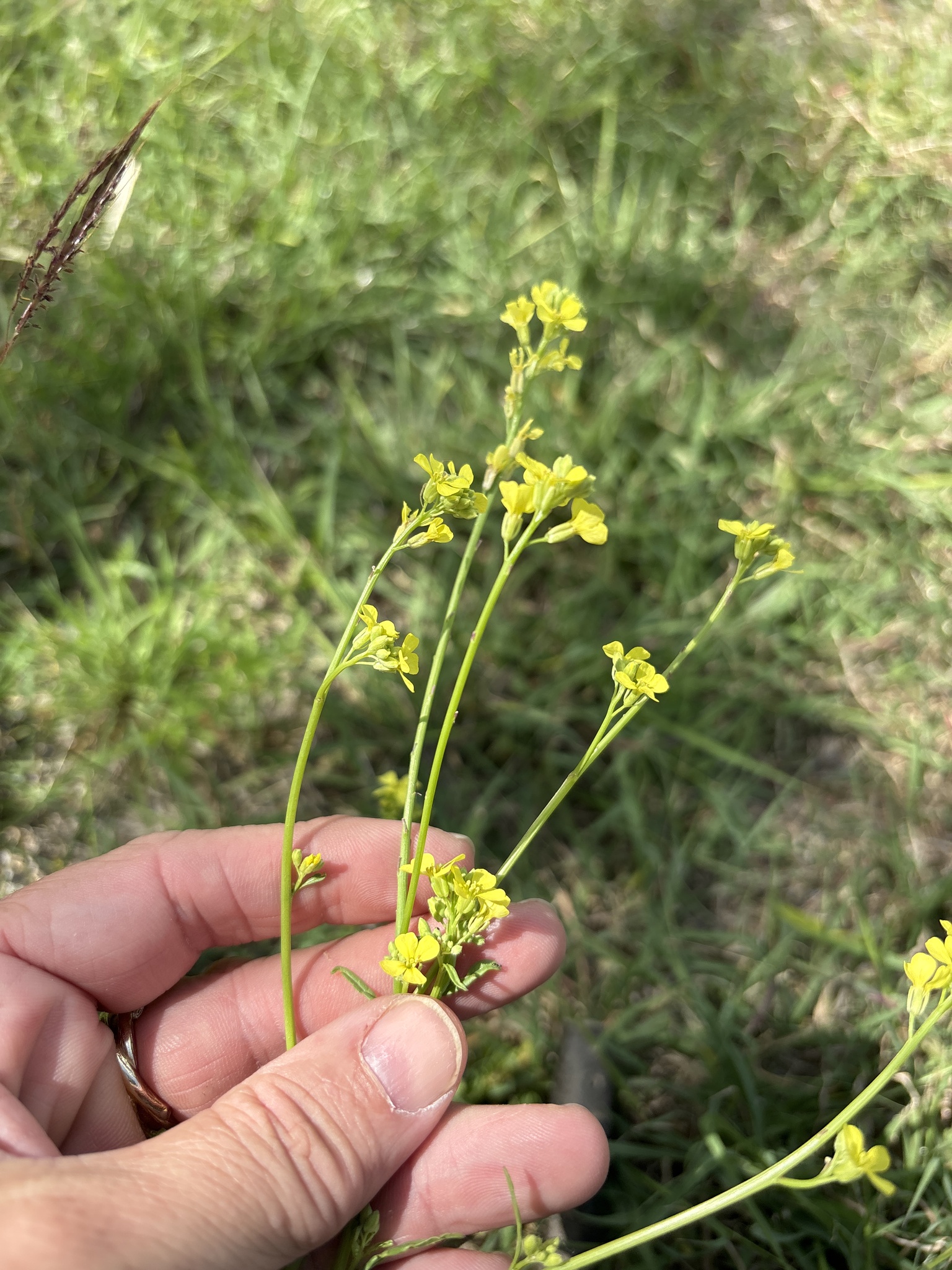Annual Bastardcabbage (Rapistrum rugosum)