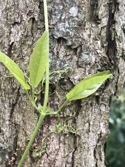 Bignonieae