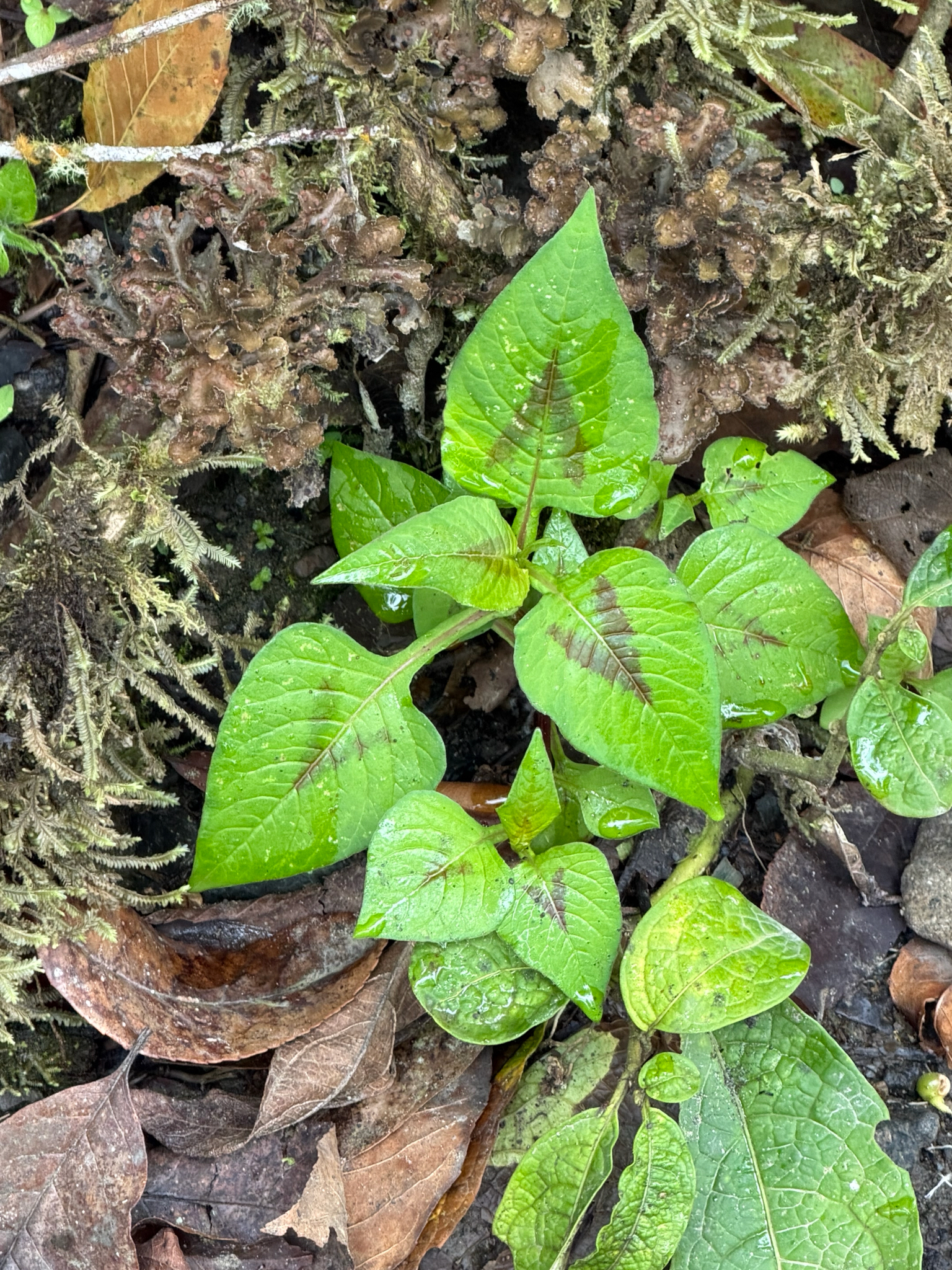 Nepal Persicaria (Persicaria nepalensis)