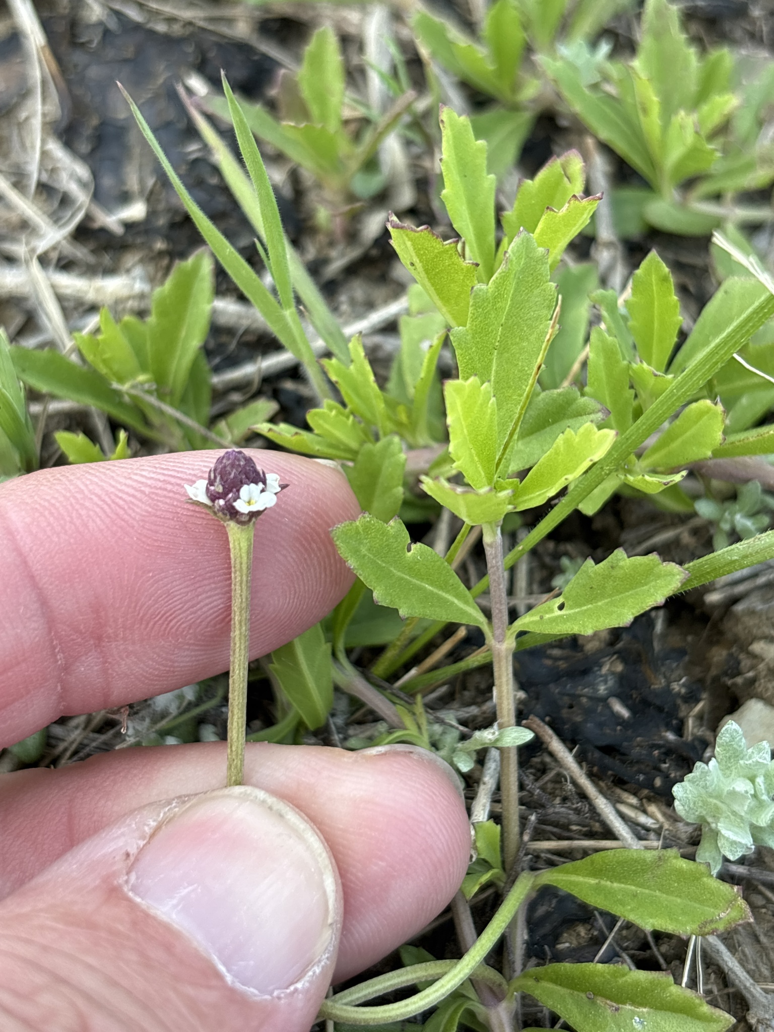 Turkey Tangle Fogfruit (Phyla nodiflora)