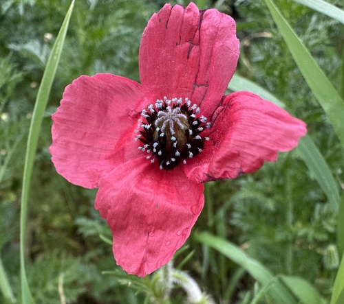 rough poppy (Roemeria sicula)