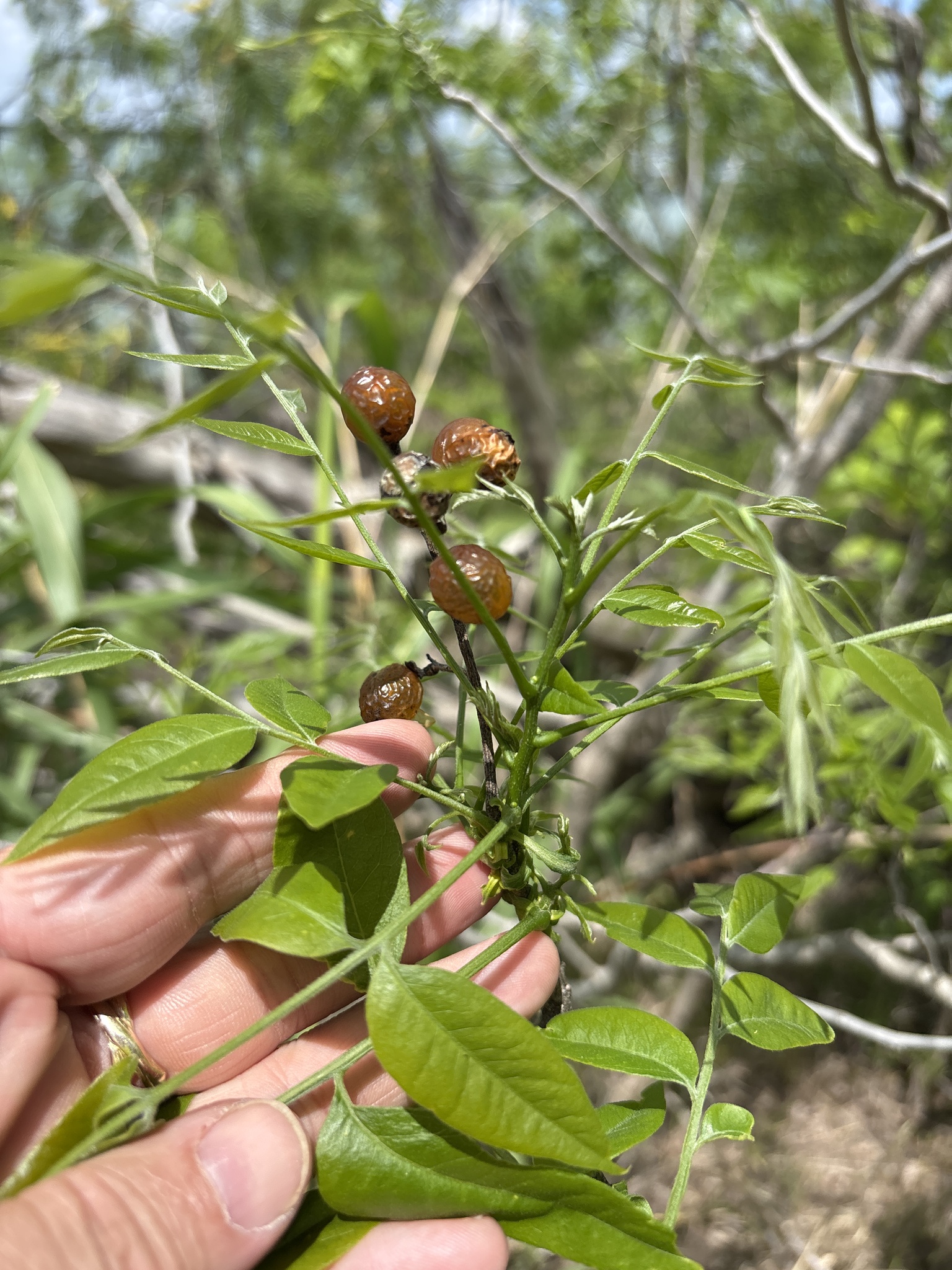 Western Soapberry (Sapindus drummondii)