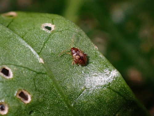 Epitrix allardi