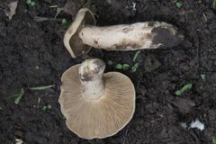 Lactarius saponaceus