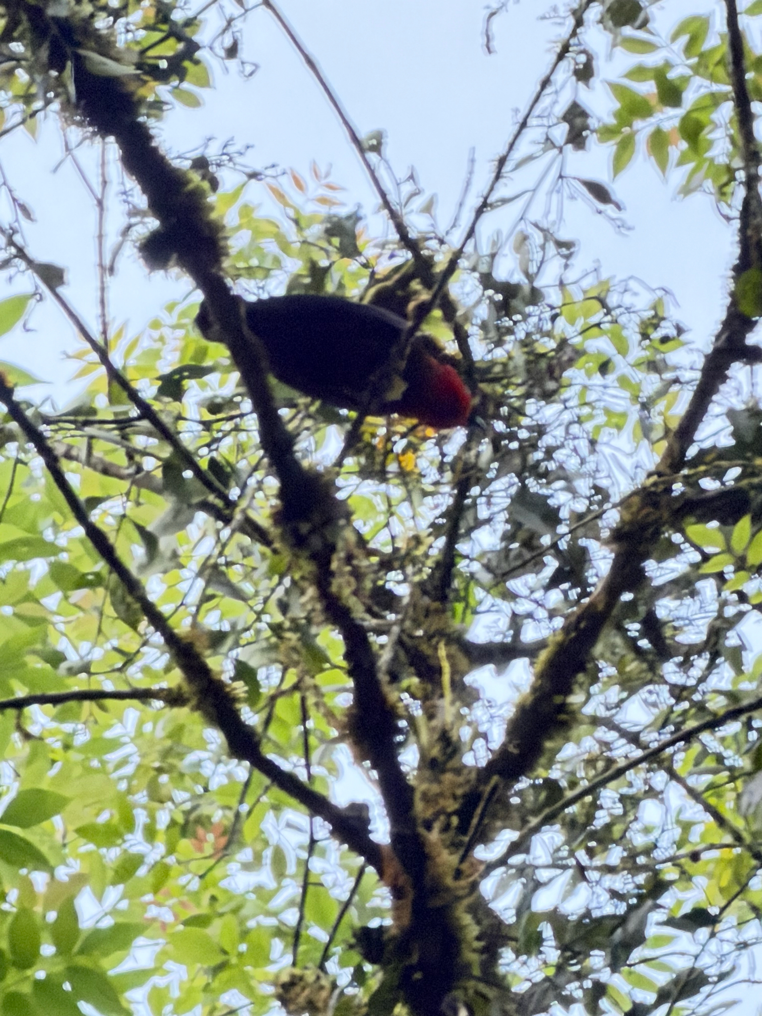 Red-ruffed Fruitcrow (Pyroderus scutatus), photo 3