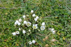 Gentianella saxosa