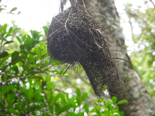 Nelicourvi Weaver (Ploceus nelicourvi), photo 8