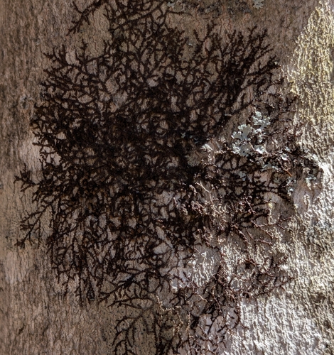 New York Scalewort (Frullania eboracensis)