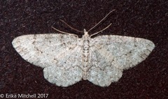 Ectropis crepuscularia