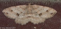 Melanolophia signataria
