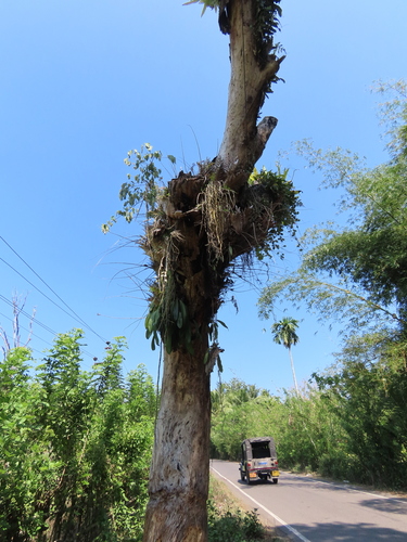 Dendrobium polyanthum, photograph 1