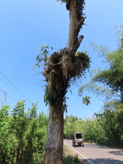 Dendrobium polyanthum