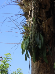 (c) P Jeganathan, some rights reserved (CC BY) Dendrobium polyanthum, photograph (c) P Jeganathan, some rights reserved (CC BY)