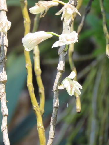 Dendrobium polyanthum, photograph 3