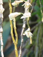 (c) P Jeganathan, some rights reserved (CC BY) Dendrobium polyanthum, photograph (c) P Jeganathan, some rights reserved (CC BY)