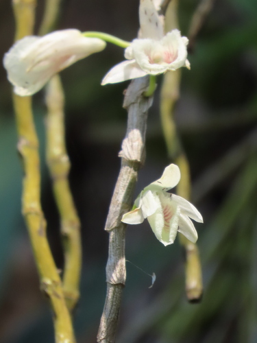 Dendrobium polyanthum, photograph 4