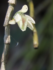 (c) P Jeganathan, some rights reserved (CC BY) Dendrobium polyanthum, photograph (c) P Jeganathan, some rights reserved (CC BY)