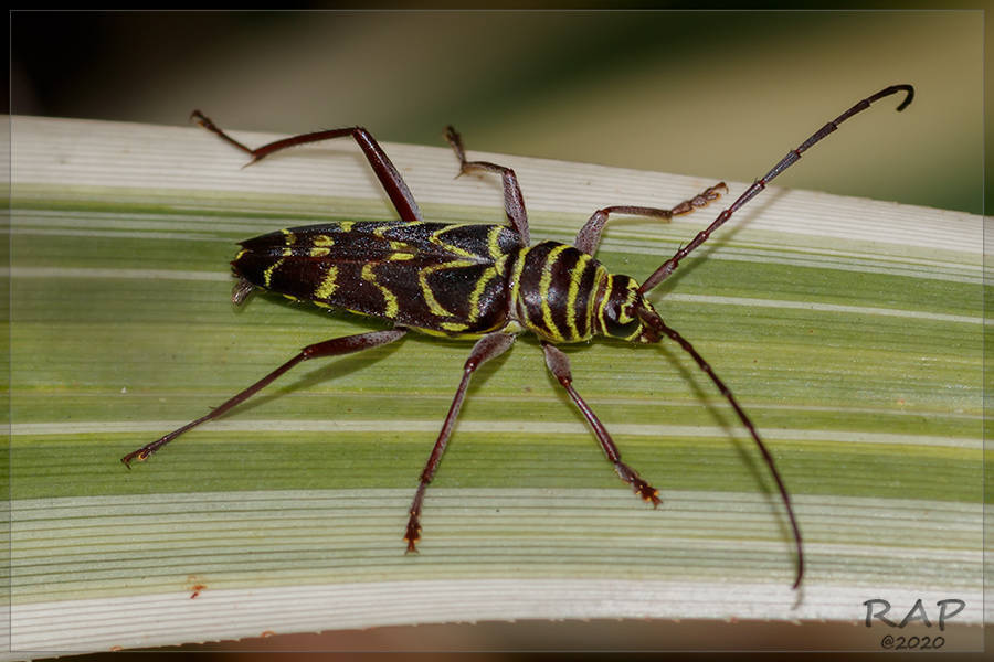 Megacyllene acuta