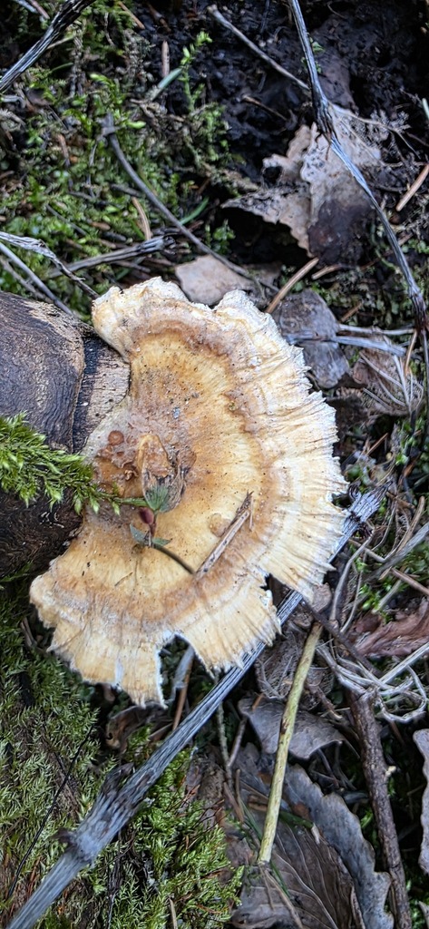 Trametes ochracea · April 2026 · photo: © torni77 (iNaturalist, cc-by)