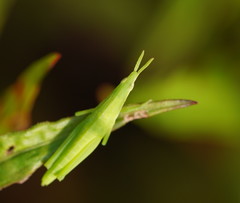 Atractomorpha australis