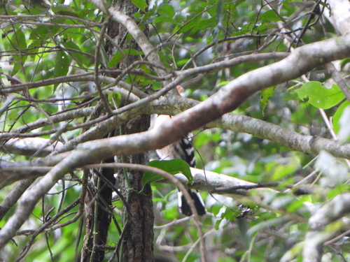 Madagascar Hoopoe (Upupa marginata)