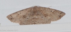 Melanolophia signataria
