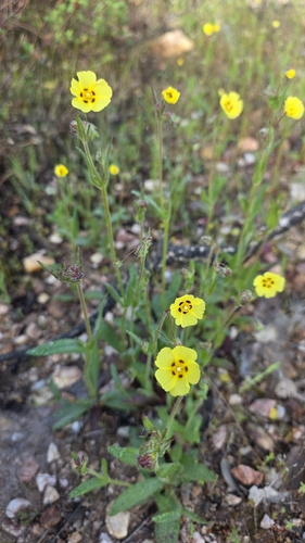 European Frostweed (Tuberaria guttata)