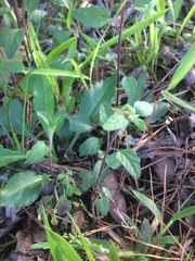 Scutellaria integrifolia