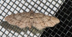 Eupithecia columbiata