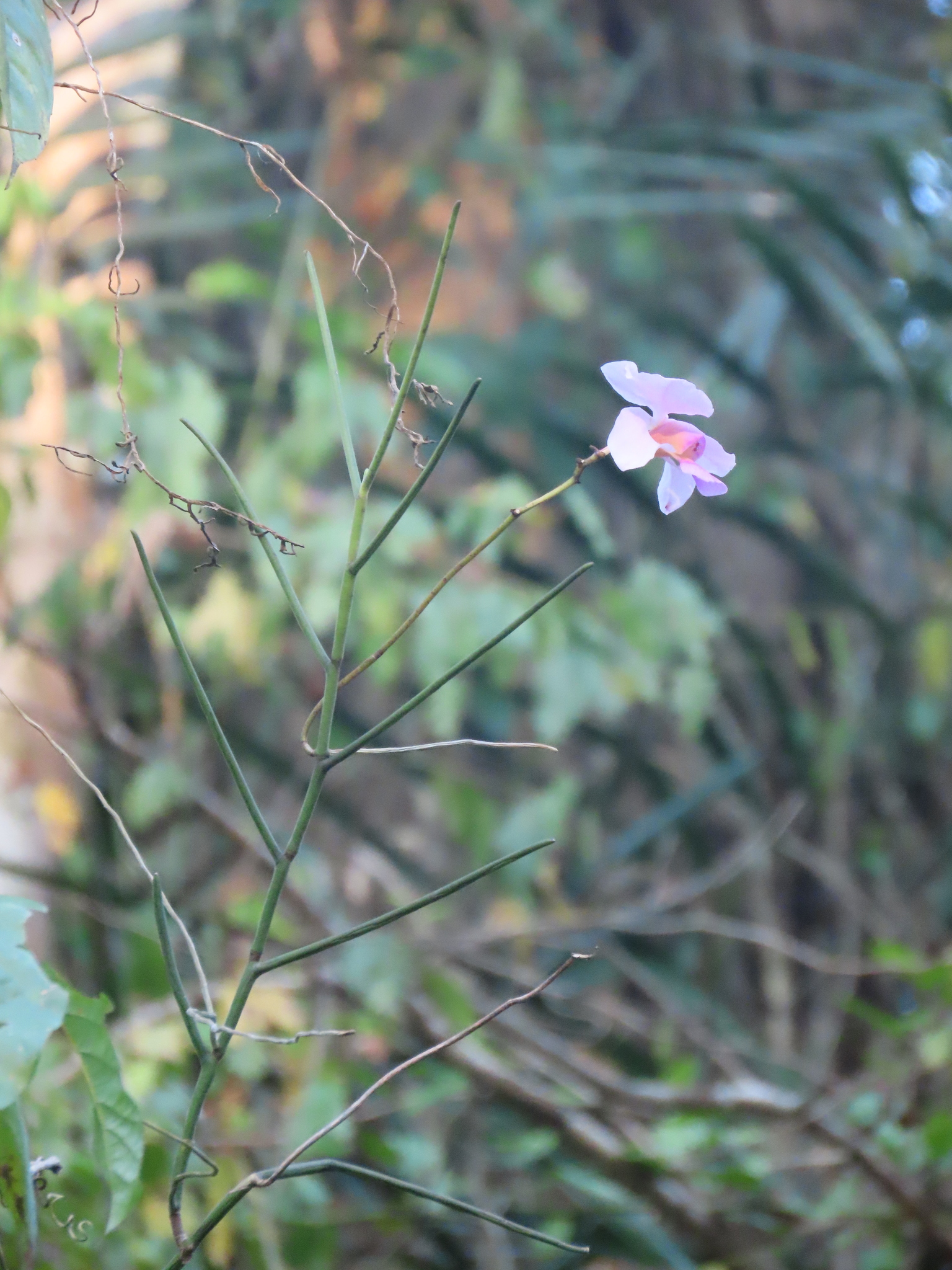 Papilionanthe Teres (Papilionanthe teres)