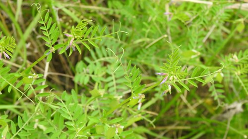 slender vetch (Vicia ludoviciana)