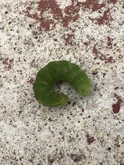 Phlogophora