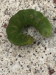 Phlogophora