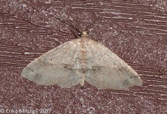 Melanolophia signataria