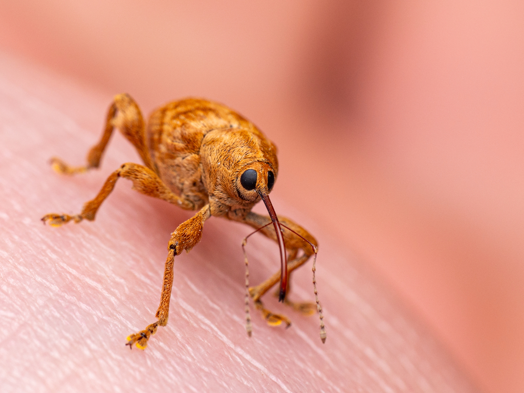 Curculio pellitus from A45, Florstadt, Hesse, DE on April 10, 2026 at ...
