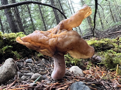 False Morel