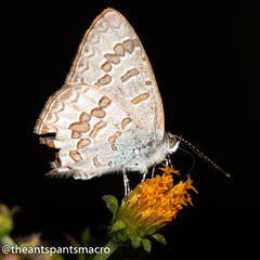 Catopyrops florinda