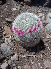 Mammillaria haageana