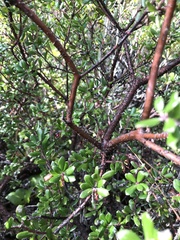 Arctostaphylos nummularia