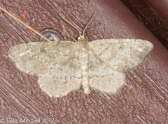 Hypagyrtis piniata