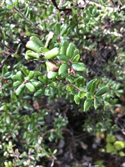 Arctostaphylos nummularia