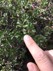 Arctostaphylos nummularia