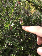 Arctostaphylos nummularia