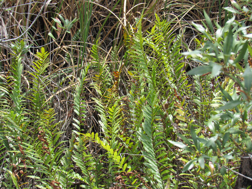toothed midsorus fern (Telmatoblechnum serrulatum)