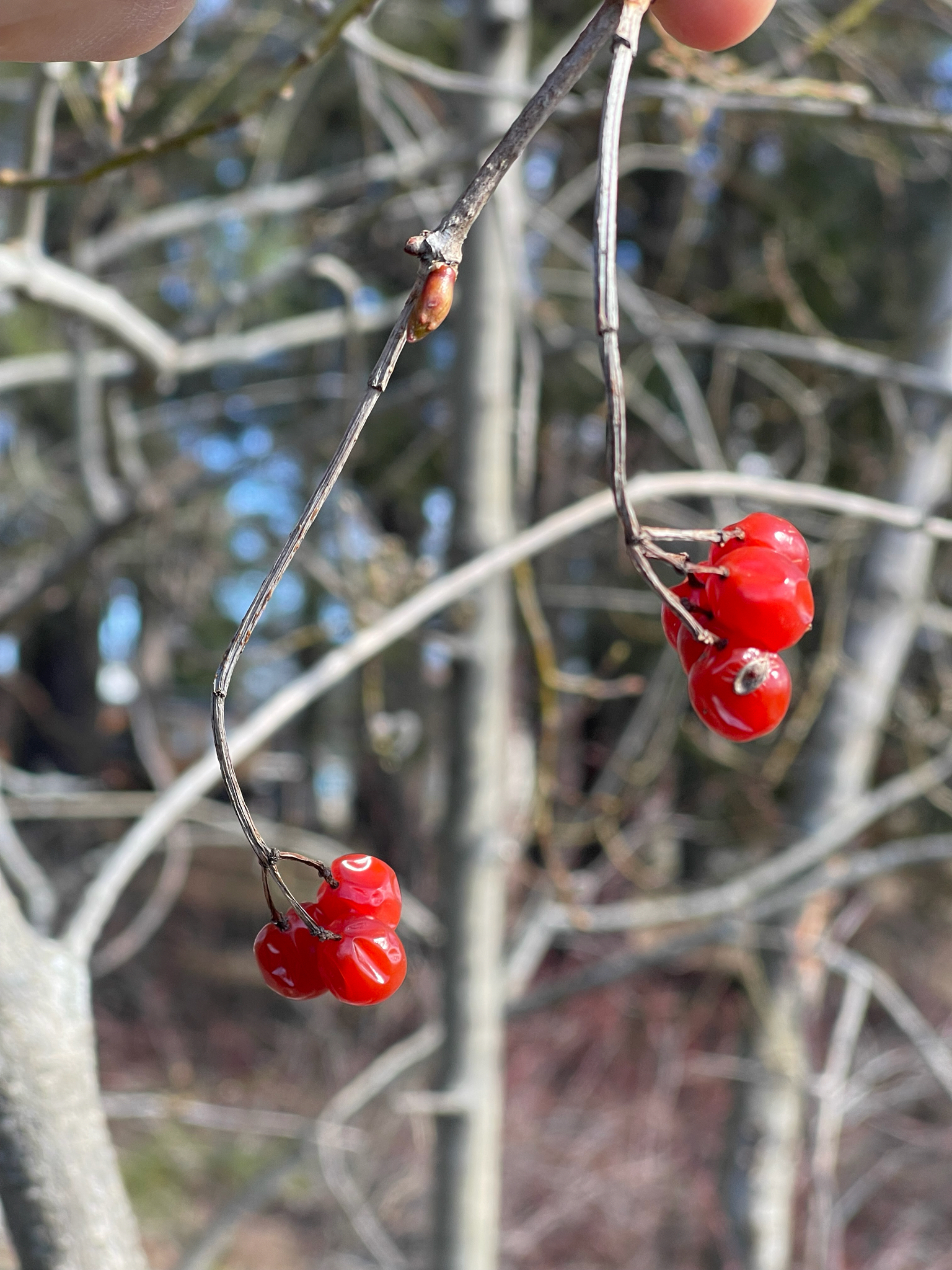 Guelder-Rose (Viburnum opulus)