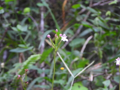 Cynorkis fastigiata, photograph (c) amantedarmanin, some rights reserved (CC BY)